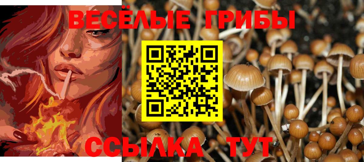 Псилоцибиновые грибы мицелий Донской